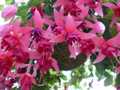 Hanging fuchsias